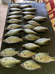 Exhilarating Crappie Fishing In Toledo Bend